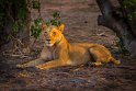 011 Botswana, Chobe NP, leeuw